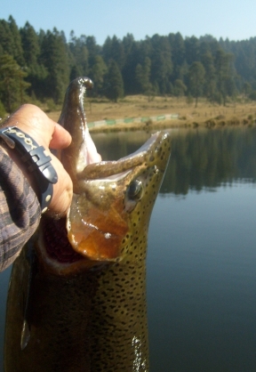 trucha macho arcoiris.JPG